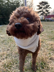 SNOWFALL IN CENTRAL PARK - BANDANA