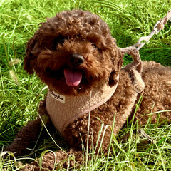 SOHO SAND - ADJUSTABLE HARNESS