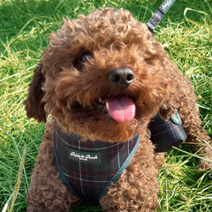 GRAMERCY GREEN - ADJUSTABLE HARNESS