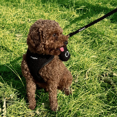 MIDNIGHT IN MANHATTAN - ADJUSTABLE HARNESS