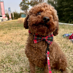 BROADWAY RED - BOW TIE