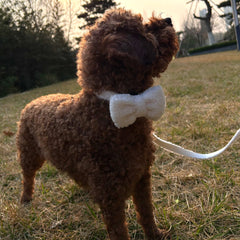 SNOWFALL IN CENTRAL PARK - ADJUSTABLE COLLAR