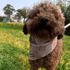 BROOKLYN BROWN - BUNDLE