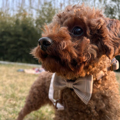 BROOKLYN BROWN - BOW TIE