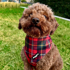 BROADWAY RED - BANDANA