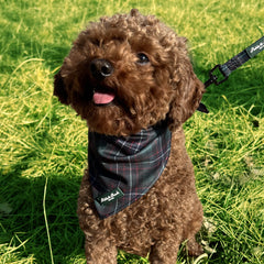 GRAMERCY GREEN - BANDANA