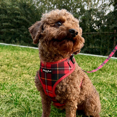 BROADWAY RED - ADJUSTABLE COLLAR